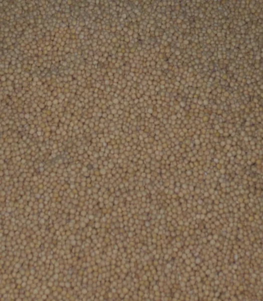 SENAPE GIALLA SEMI INTERI 100 g