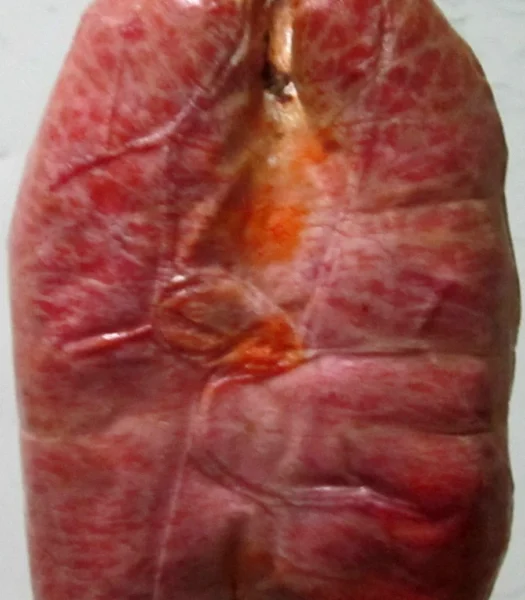 N DUYA  TRANCIO DA 300-400 G